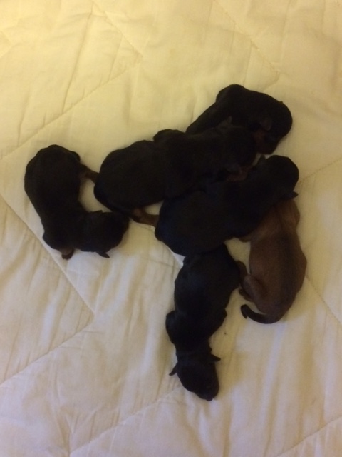 6puppies