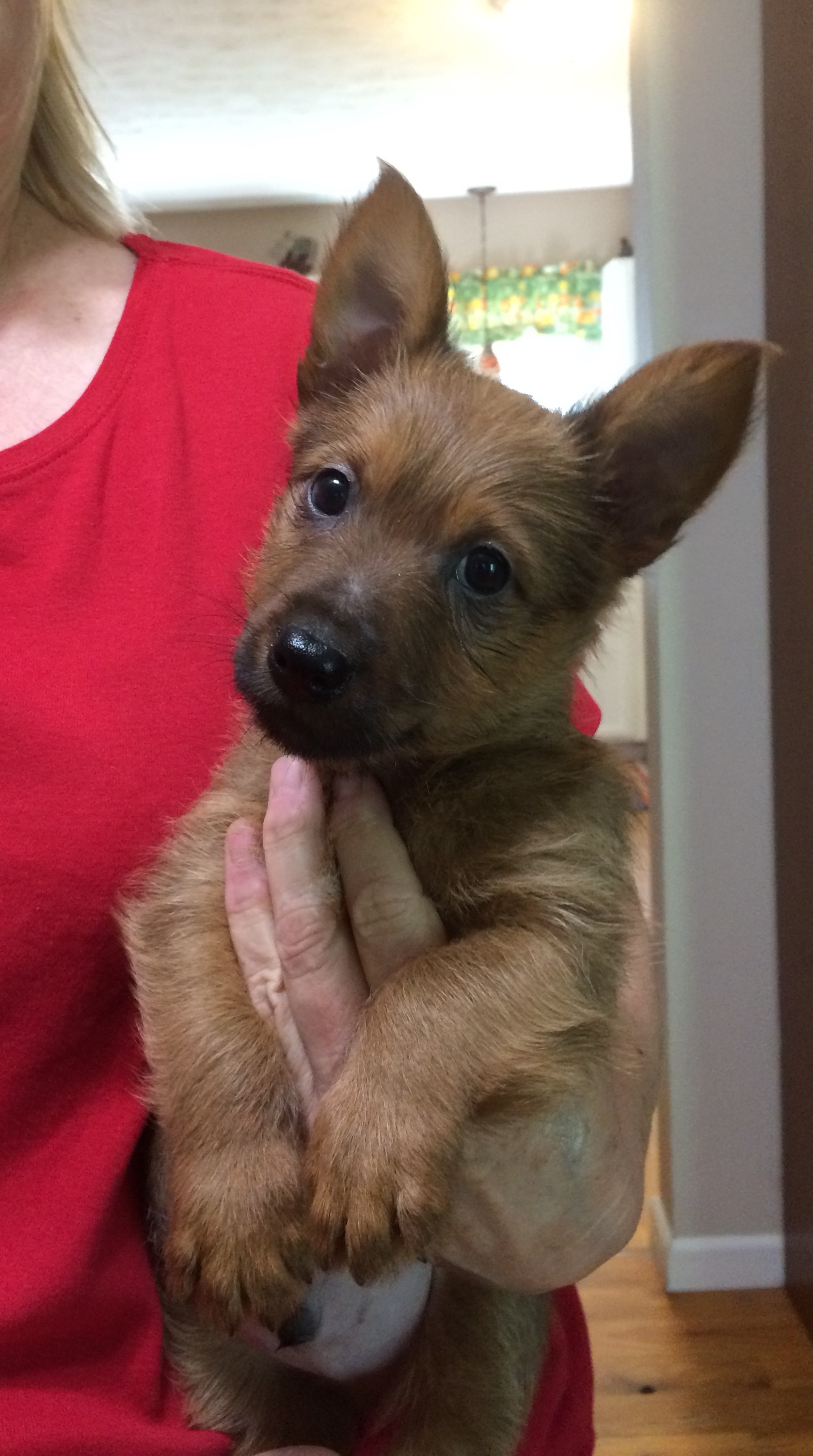 You belong to ME! | Redwing Australian Terriers