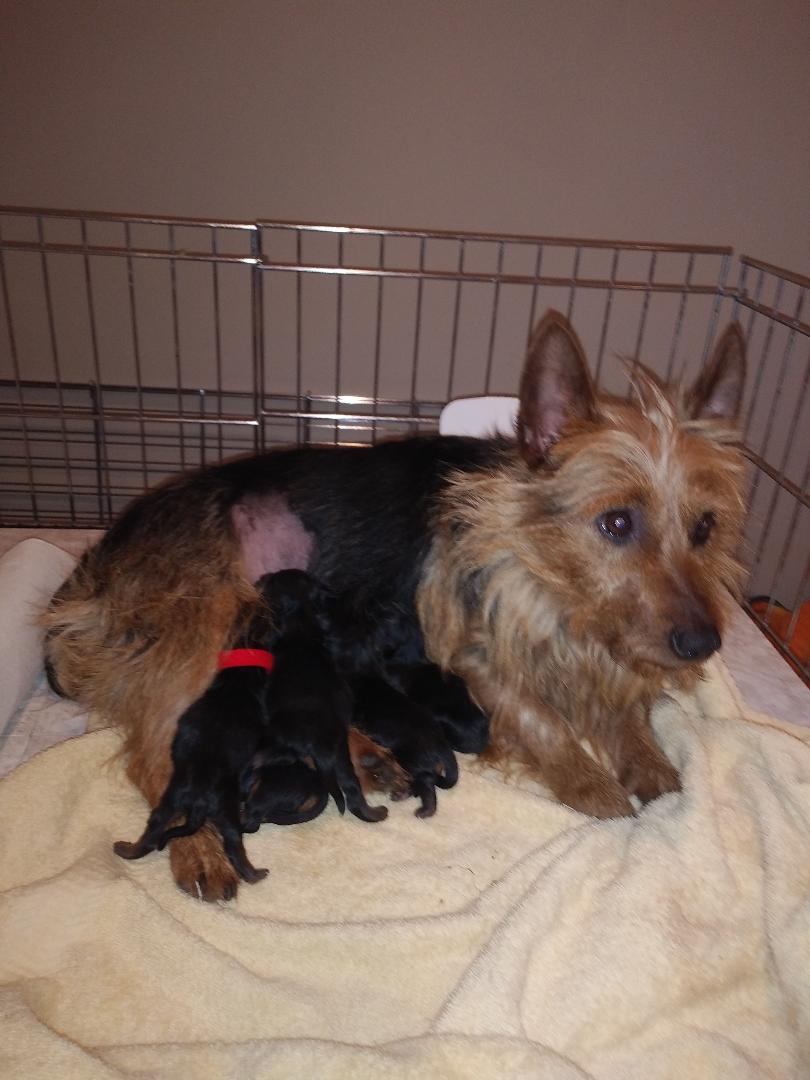 Message_1584457702652 (2)