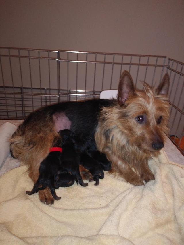 Message_1584457702652 (2)